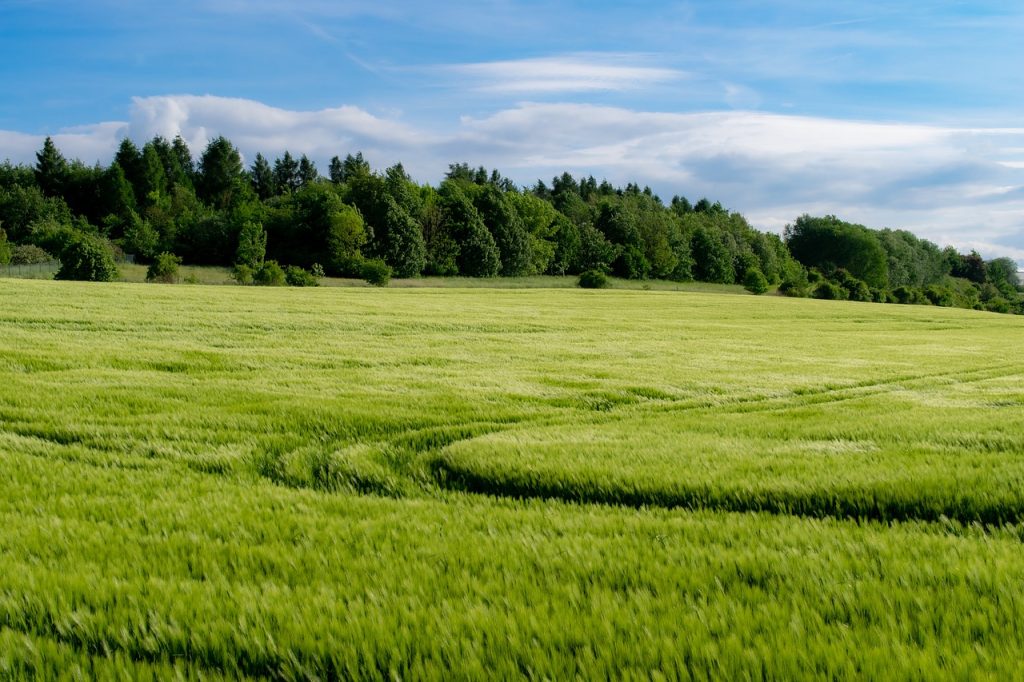 field, agriculture, grain-7217003.jpg