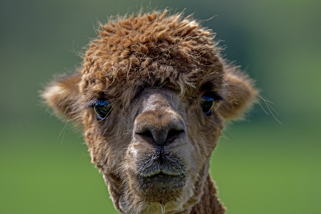alpaca, wool, face-8108043.jpg