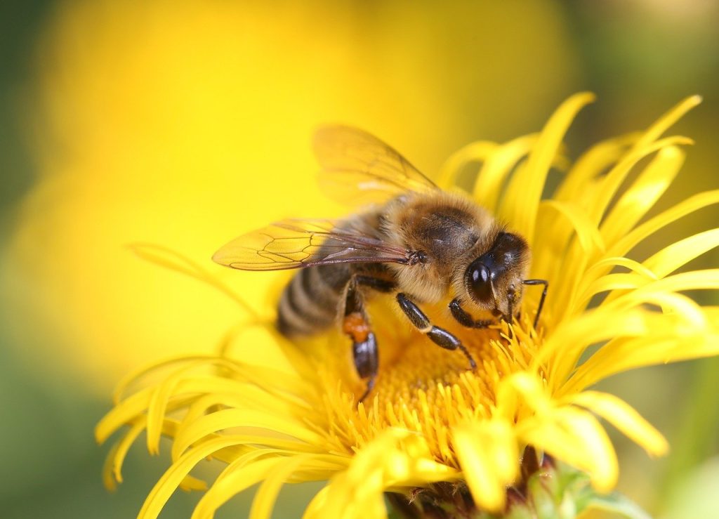 honey bee, bee, insect-8320764.jpg
